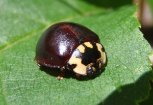 beetlecloseup1